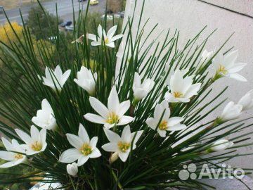 Зефирантес