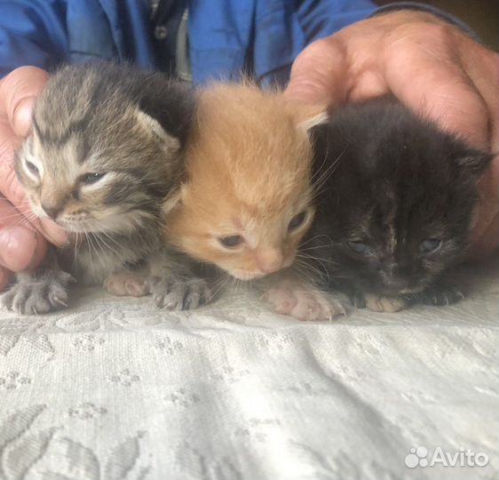 Кошка/кот