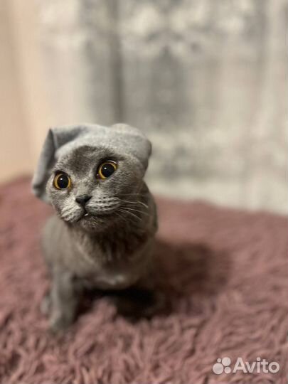 Котята породистые