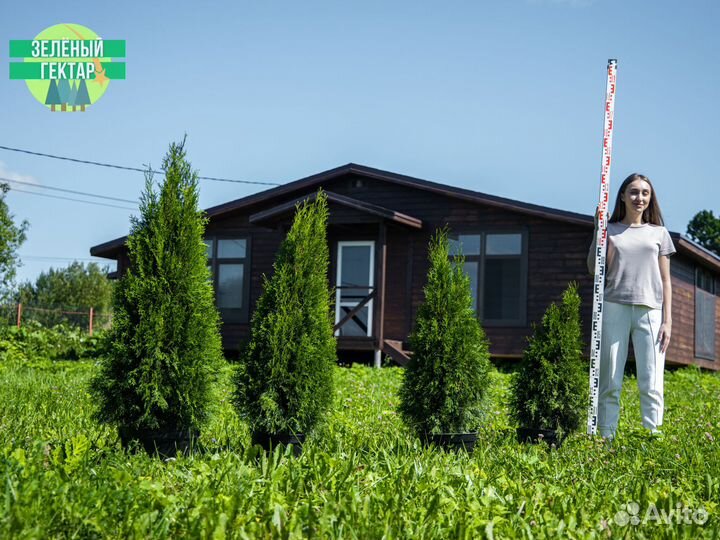 Туя смарагд 0,8 м свежая копка 2023