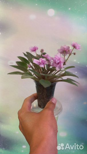 Фиалка сортовая Rob's Cool Fruit и неизвестная