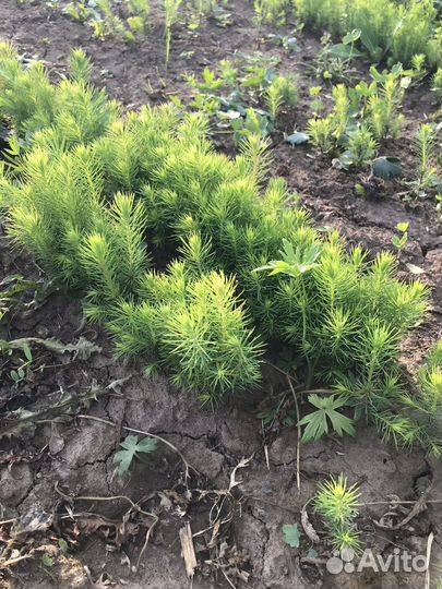 Сеянцы ели окс, ели зкс, сосны окс