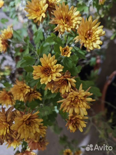 Хризантема мультифлора