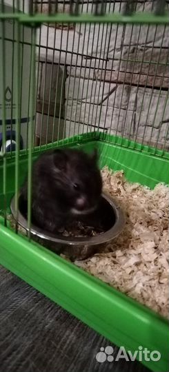 Сирийский хомяк
