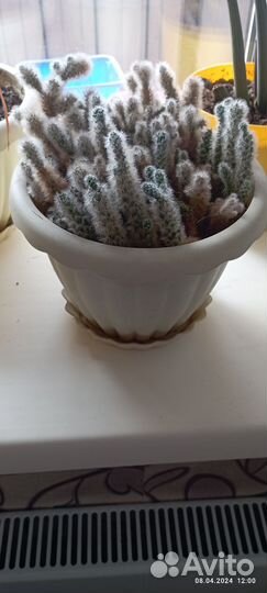 Кактус (не колючий)