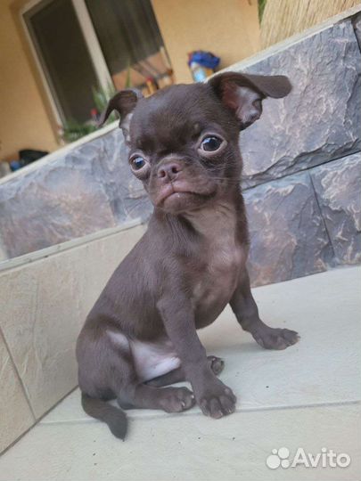 Мальчик Красавчик Чихуахуа