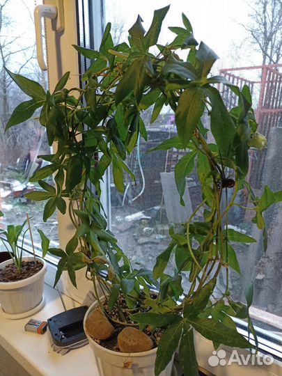 Пассифлора