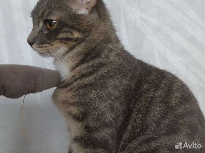 Котик в добрые руки