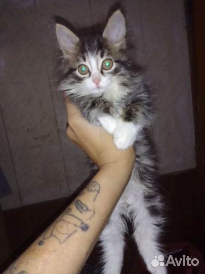 Котенок