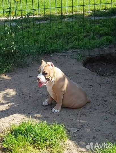 Американский булли