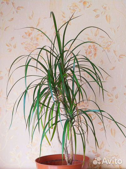 Пальма драцена