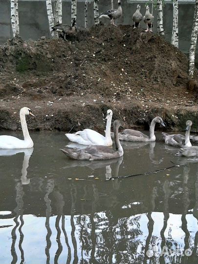 Лебеди