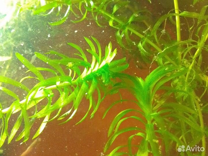 Аквариумное растение Anacharis