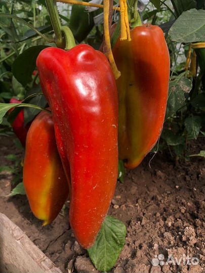 Рассада помидор и перцев