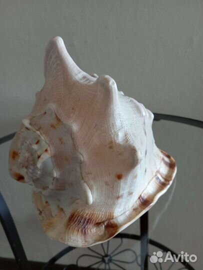 Большая морская раковина
