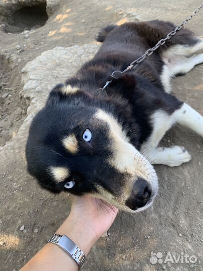 Хаски бесплатно