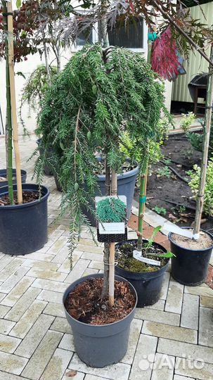 Кипарисовик Магнолия Калоцедрус саженцы