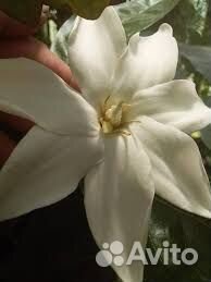 Гардения diamonds' fragrant delight