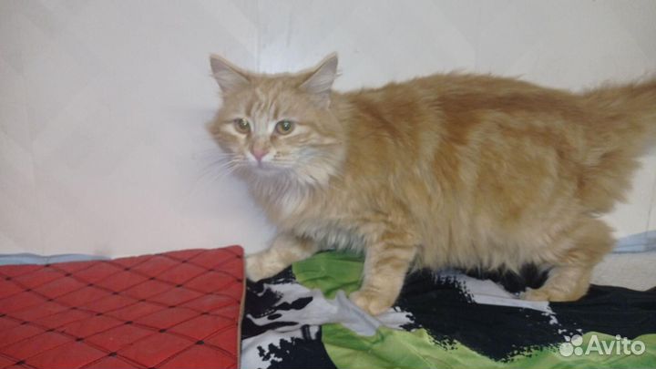 Отдам в добрые руки