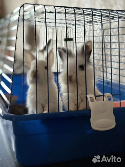 Миникролики