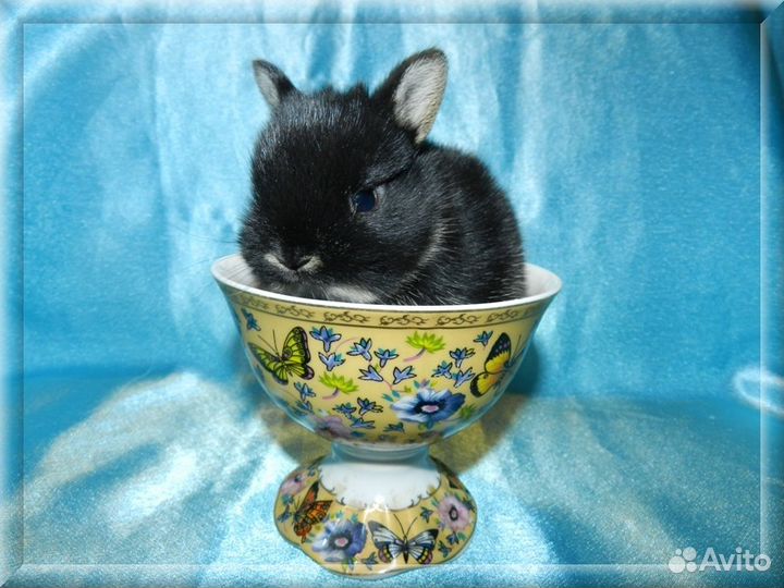 Нидерландский карликовый кролик черный оттер