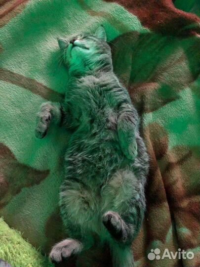 Кошка