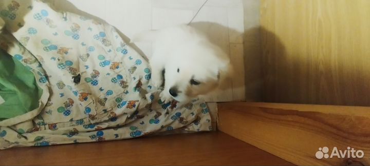 Щенки лабрадора бежевого цвета