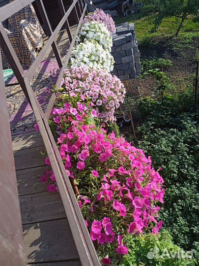 Петуния Опера, Райсбери, Лилак, Лавандер, Вайт