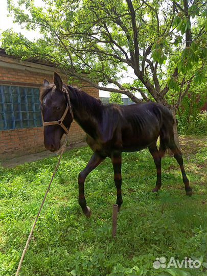 Жеребчик Къ