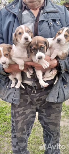 Щенки гончей