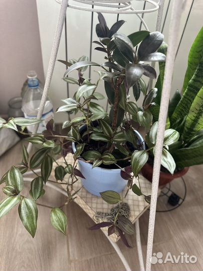 Традесканция