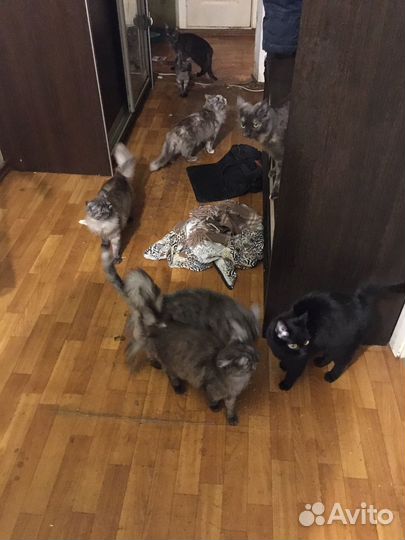 Коты в добрые руки