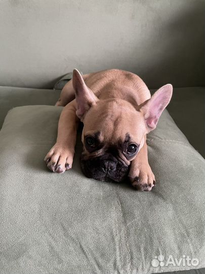 Французский бульдог 1,5 года