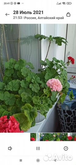 Пеларгония герань