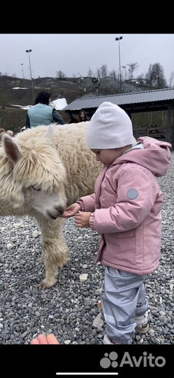 Экскурсия к Альпакам на Роза Хутор с канаткой