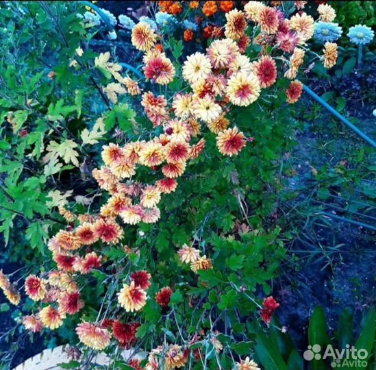 Розы садовые