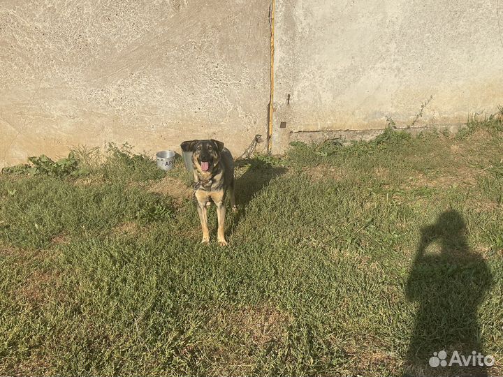 Собаки бесплатно
