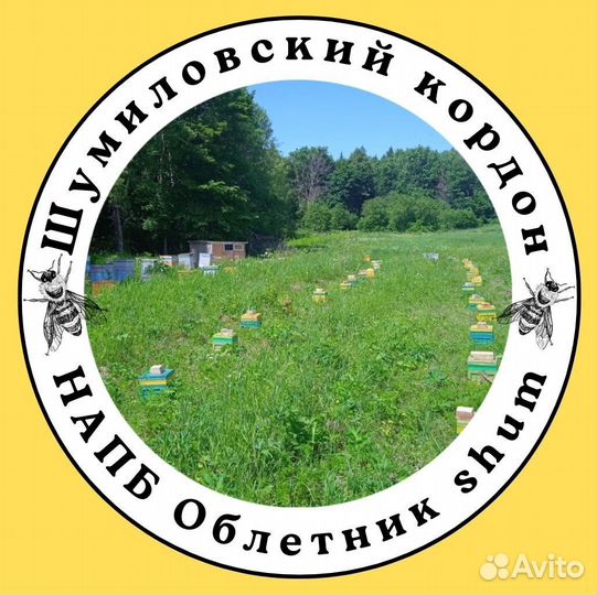 Пчеломатки бакфаст 2024