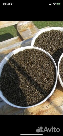 Пчелиный подмор