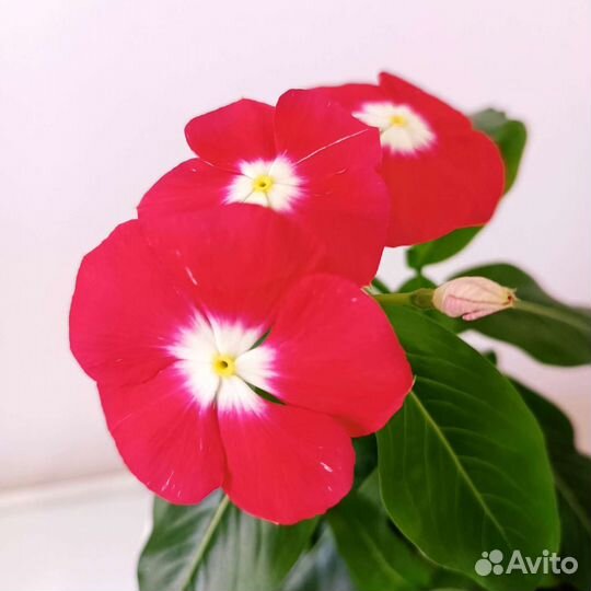 Катарантус