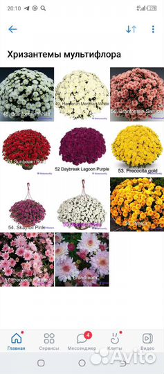 Хризантемы мультифлора