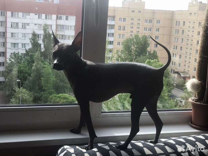 Кобель для вязки Ксоло mini