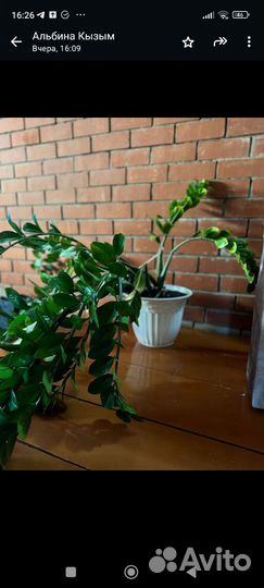 Замиокулькас равен