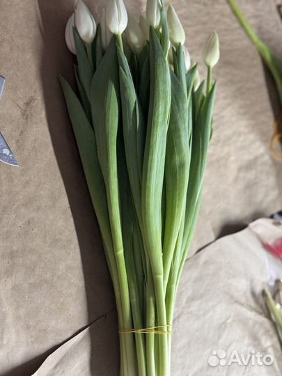 Тюльпаны к 8 марта оптом