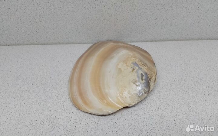 Жемчужница Куминга 15,40 ракушка раковина