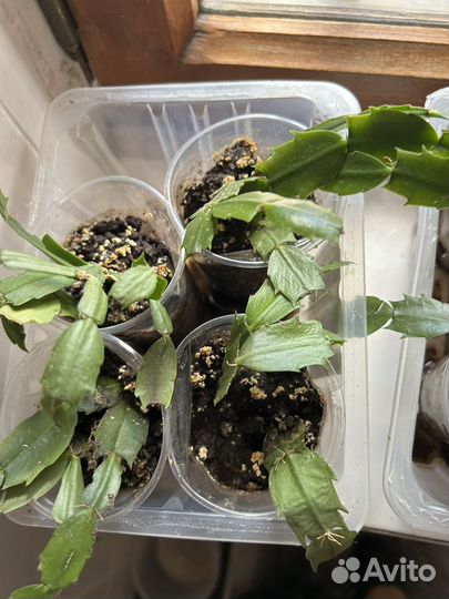 Рождественник