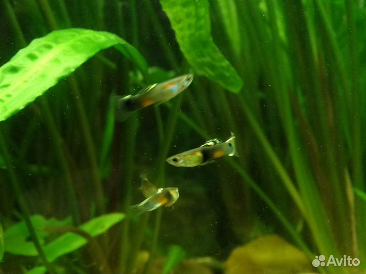 Рыбки гуппи