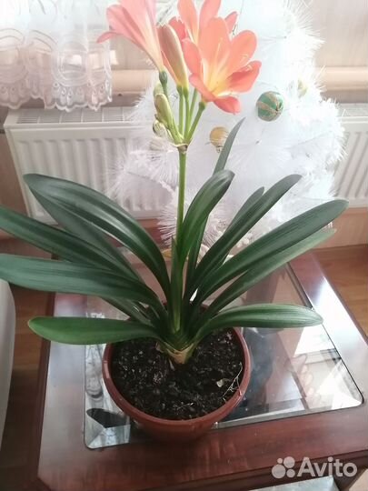 Цветок кливия