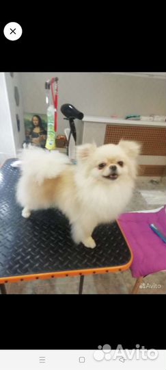 Стрижка кошек и собак грумер