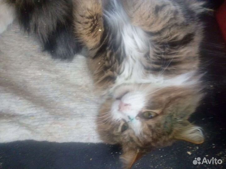 Котик Нафаня ищет дом